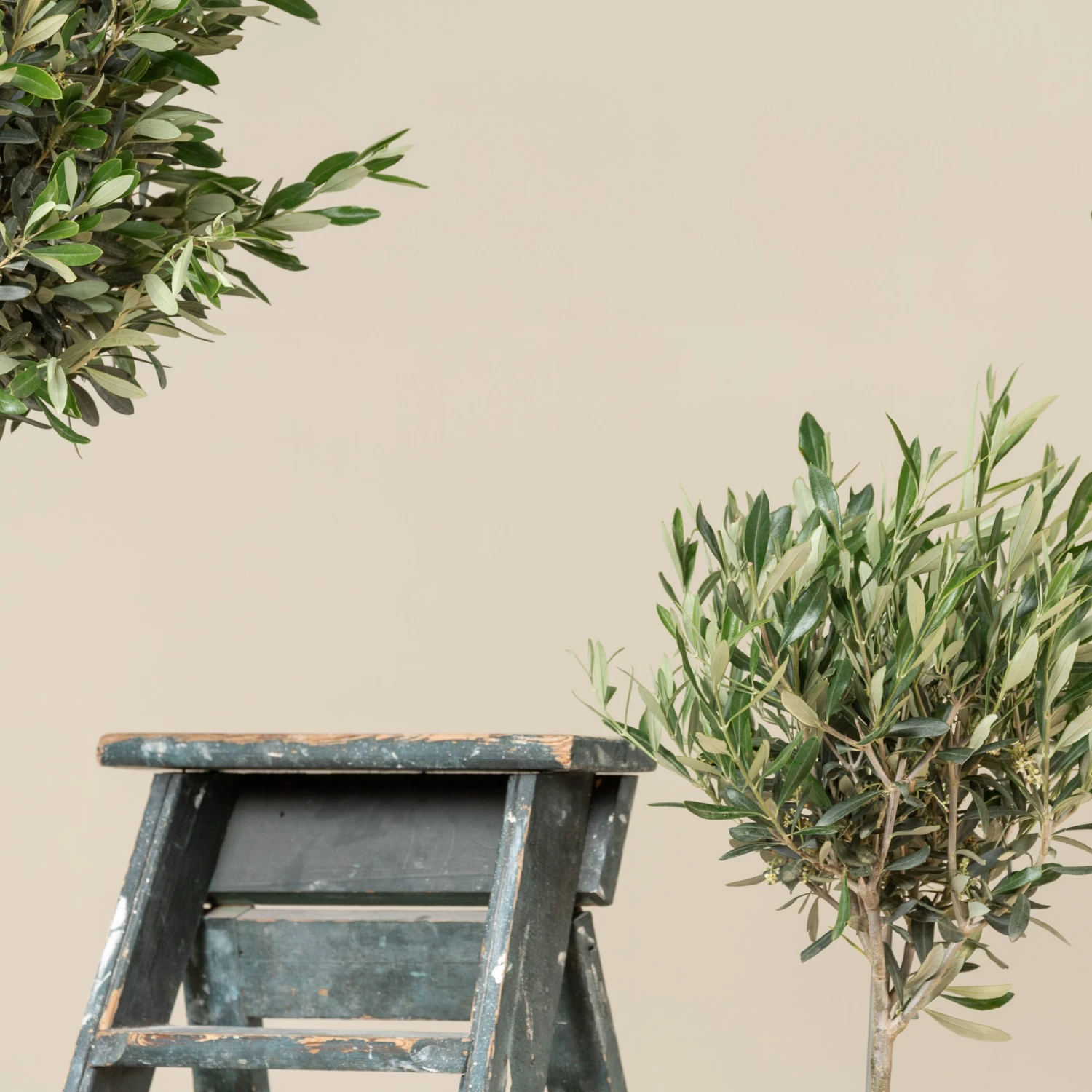 Olea Europaea – Topiary 5 Olea Europaea – Topiary - Image 5