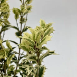 Osmanthus Heterophyllus ‘Variegatus’ -Plant Discount Store OSV 626668eaae01b