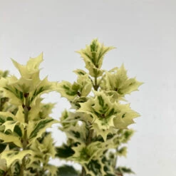 Osmanthus Heterophyllus ‘Variegatus’ -Plant Discount Store OSV 626668ecc5525