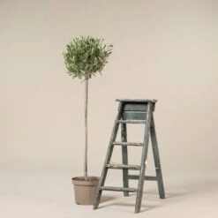 Olea Europaea – Topiary 15 Olea Europaea – Topiary -Plant Discount Store OUE H10 scaled 1
