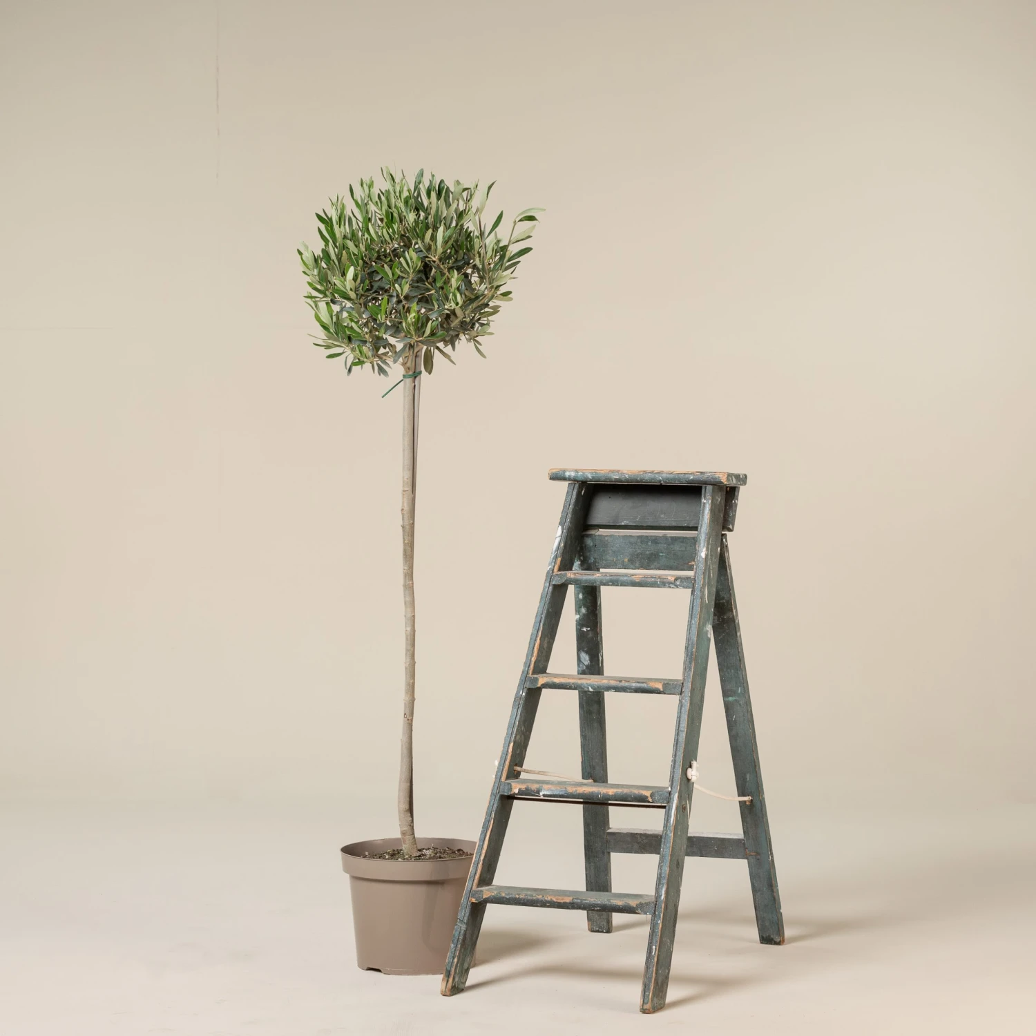 Olea Europaea – Topiary 7 Olea Europaea – Topiary - Image 7