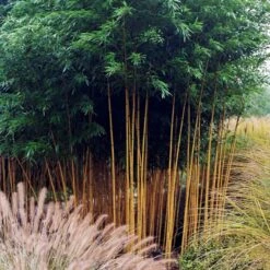 Plant Discount Store -Plant Discount Store PAA 1 scaled 1