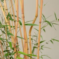 Phyllostachys Aureosulcata ‘Aureocaulis’ -Plant Discount Store PAA 19 scaled 1