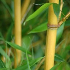 Phyllostachys Aureosulcata ‘Aureocaulis’ -Plant Discount Store PAA 2 scaled 1