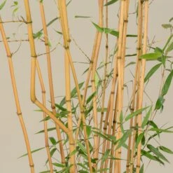 Phyllostachys Aureosulcata ‘Aureocaulis’ -Plant Discount Store PAA 25 scaled 1