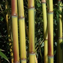 Phyllostachys Aureosulcata ‘Spectabilis’ -Plant Discount Store PAS 1 scaled 1