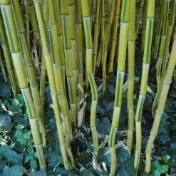 Phyllostachys Aureosulcata ‘Spectabilis’ -Plant Discount Store PAS 2 scaled 1