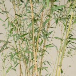 Plant Discount Store -Plant Discount Store PAS 7 scaled 1