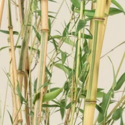 Phyllostachys Aureosulcata ‘Spectabilis’ -Plant Discount Store PAS 8 scaled 1