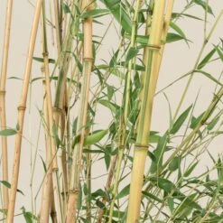 Phyllostachys Aureosulcata ‘Spectabilis’ -Plant Discount Store PAS 9 scaled 1