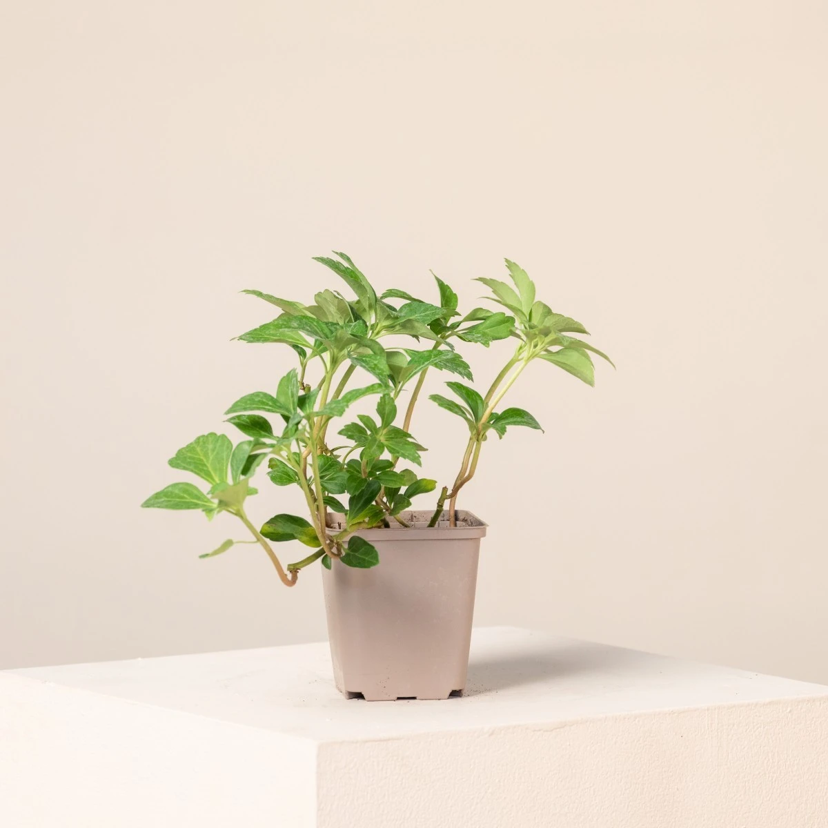 Pachysandra Terminalis 1 Pachysandra Terminalis