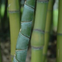 Phyllostachys Aurea 13 Phyllostachys Aurea -Plant Discount Store PAU 1 scaled 1
