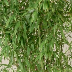 Phyllostachys Aurea 14 Phyllostachys Aurea -Plant Discount Store PAU 11 scaled 1