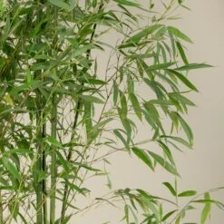 Phyllostachys Aurea 21 Phyllostachys Aurea -Plant Discount Store PAU 12 scaled 1
