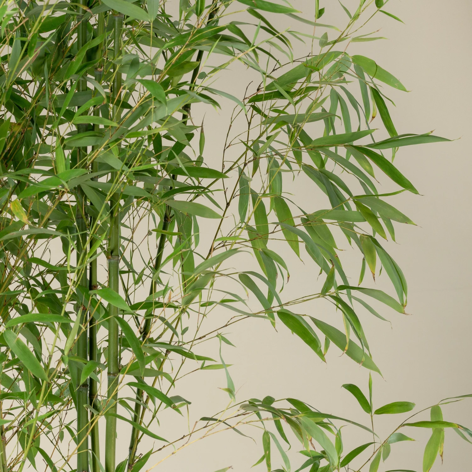 Phyllostachys Aurea 11 Phyllostachys Aurea - Image 11