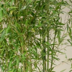 Phyllostachys Aurea 17 Phyllostachys Aurea -Plant Discount Store PAU 13 scaled 1