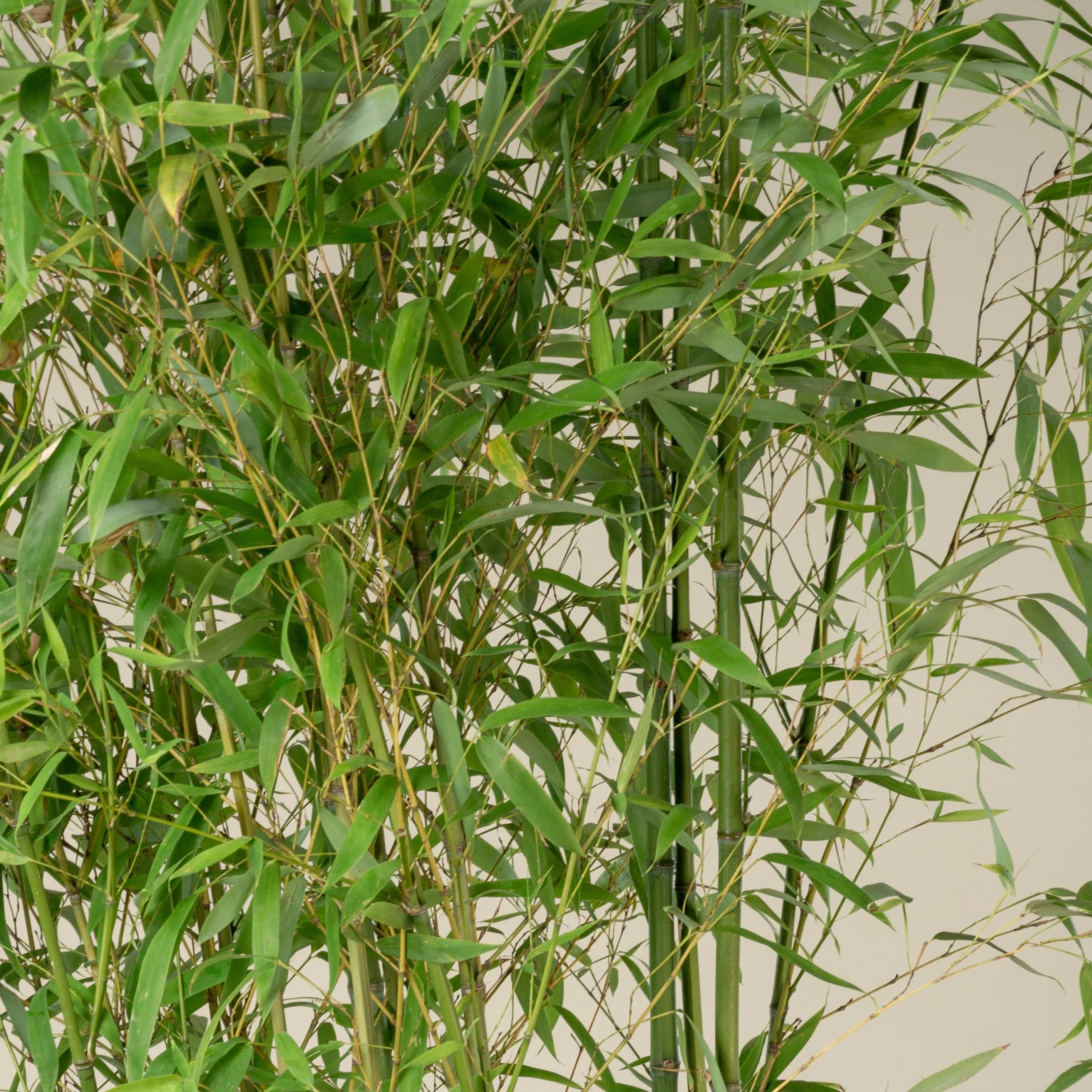 Phyllostachys Aurea 7 Phyllostachys Aurea - Image 7