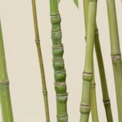 Phyllostachys Aurea 19 Phyllostachys Aurea -Plant Discount Store PAU 15 scaled 1