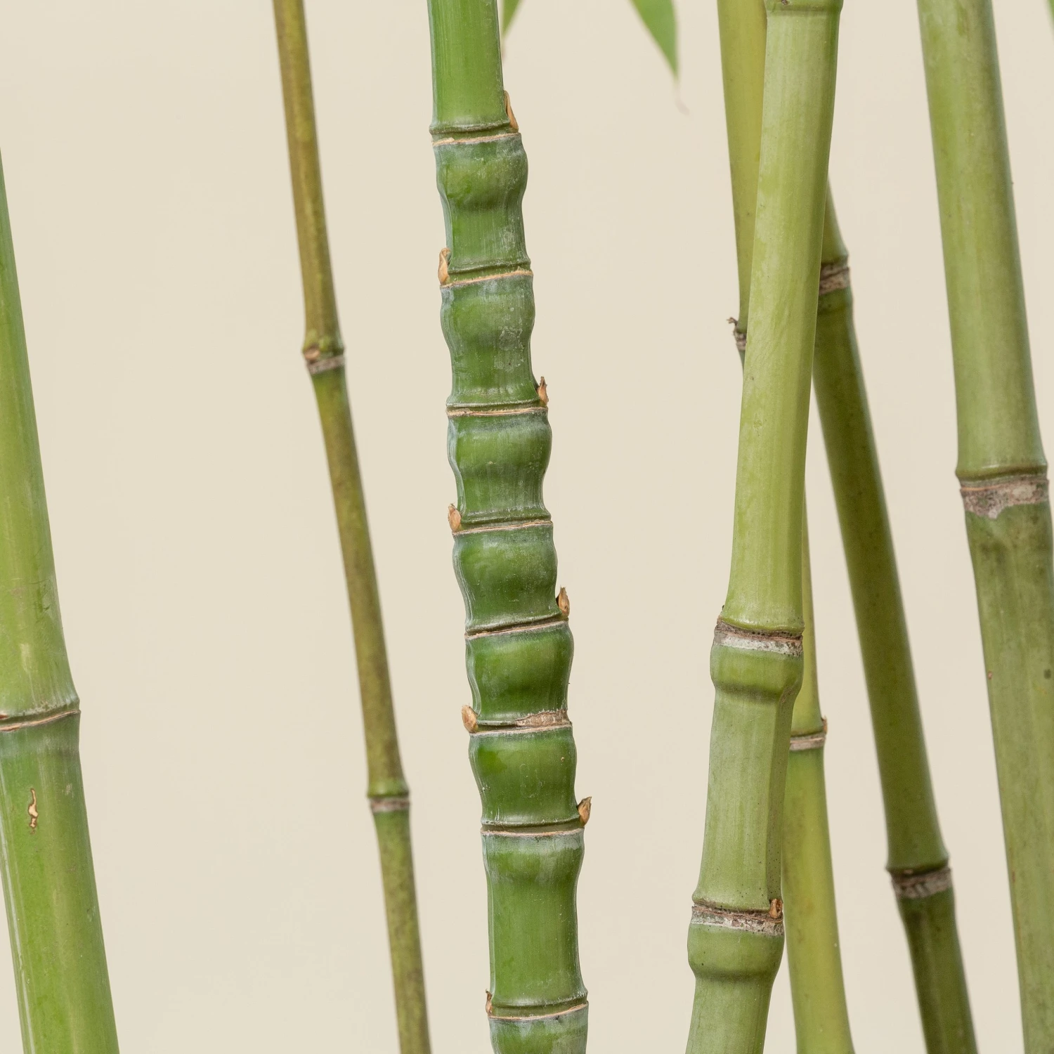 Phyllostachys Aurea 9 Phyllostachys Aurea - Image 9