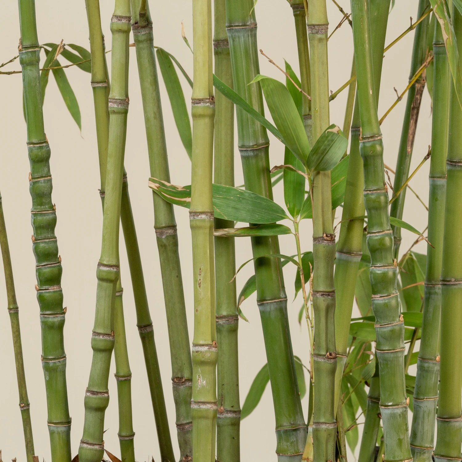 Phyllostachys Aurea 2 Phyllostachys Aurea - Image 2