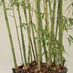 Phyllostachys Aurea 15 Phyllostachys Aurea -Plant Discount Store PAU 17 scaled 1