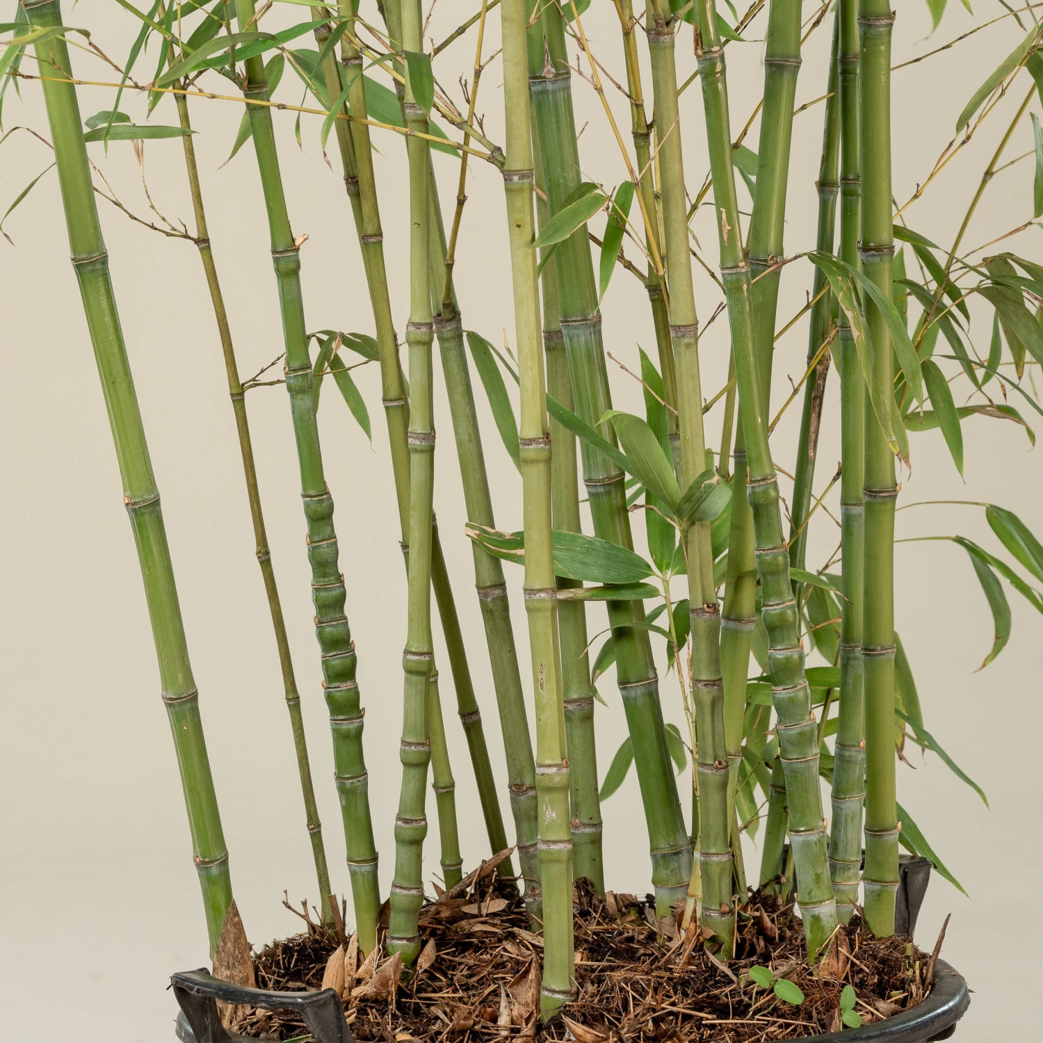 Phyllostachys Aurea 5 Phyllostachys Aurea - Image 5