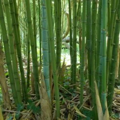 Phyllostachys Aurea 16 Phyllostachys Aurea -Plant Discount Store PAU 2 scaled 1