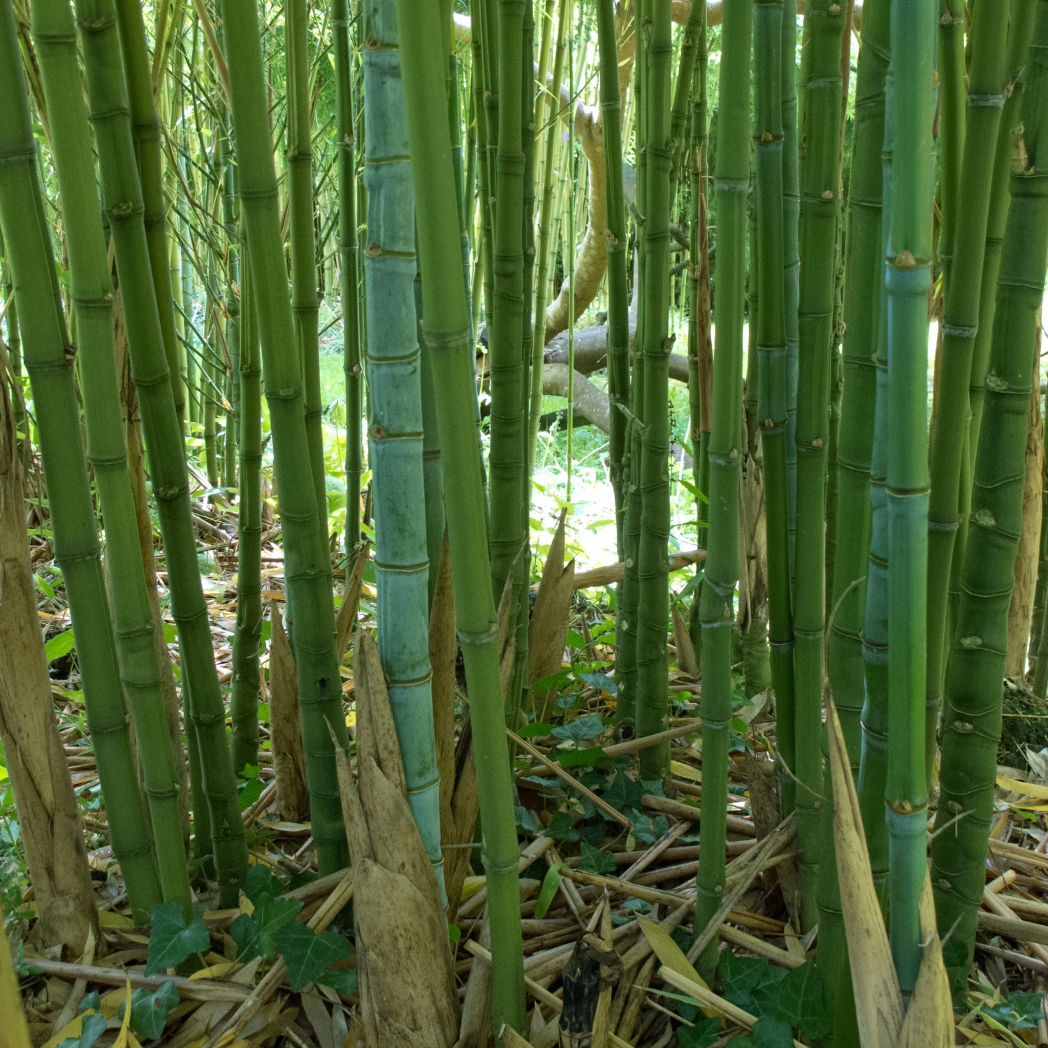 Phyllostachys Aurea 6 Phyllostachys Aurea - Image 6
