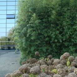 Phyllostachys Aurea 18 Phyllostachys Aurea -Plant Discount Store PAU 3 scaled 1