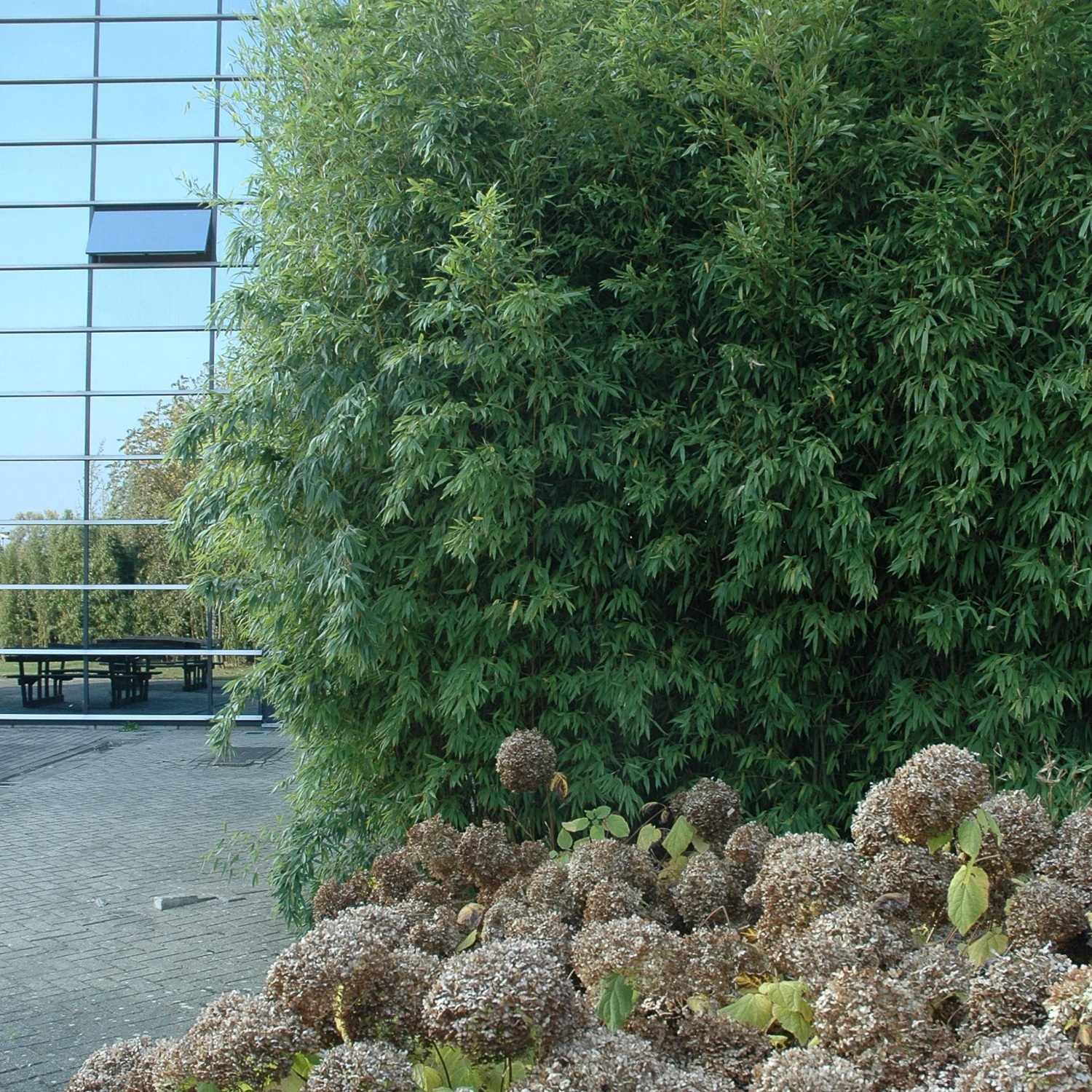 Phyllostachys Aurea 8 Phyllostachys Aurea - Image 8