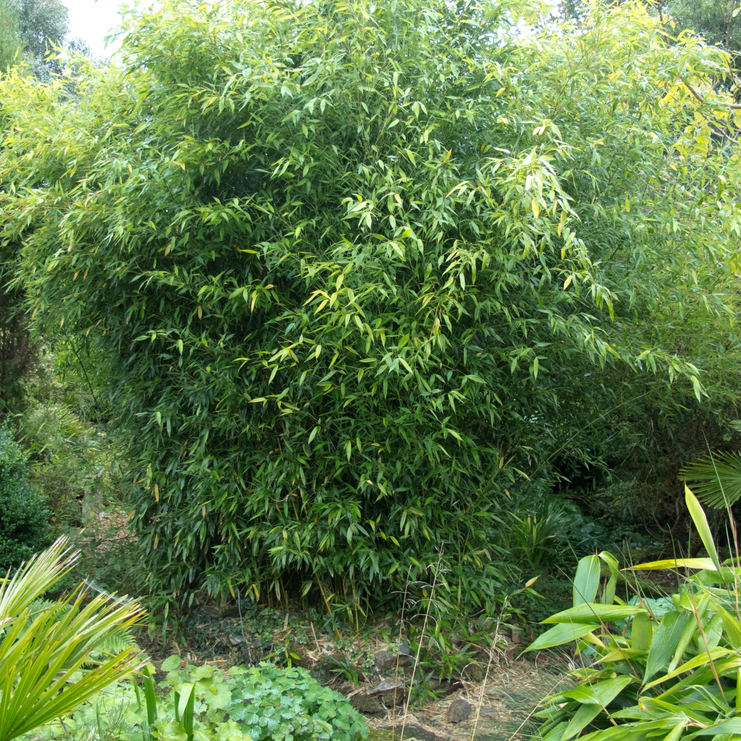 Phyllostachys Bissettii 6 Phyllostachys Bissettii - Image 6