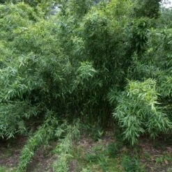 Phyllostachys Bissettii 14 Phyllostachys Bissettii -Plant Discount Store PBI 3 scaled 1