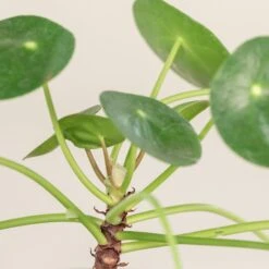 Pilea Peperomioides 6 Pilea Peperomioides -Plant Discount Store PIP 1 1 scaled 1