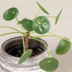 Pilea Peperomioides 7 Pilea Peperomioides -Plant Discount Store PIP 1 2 scaled 1