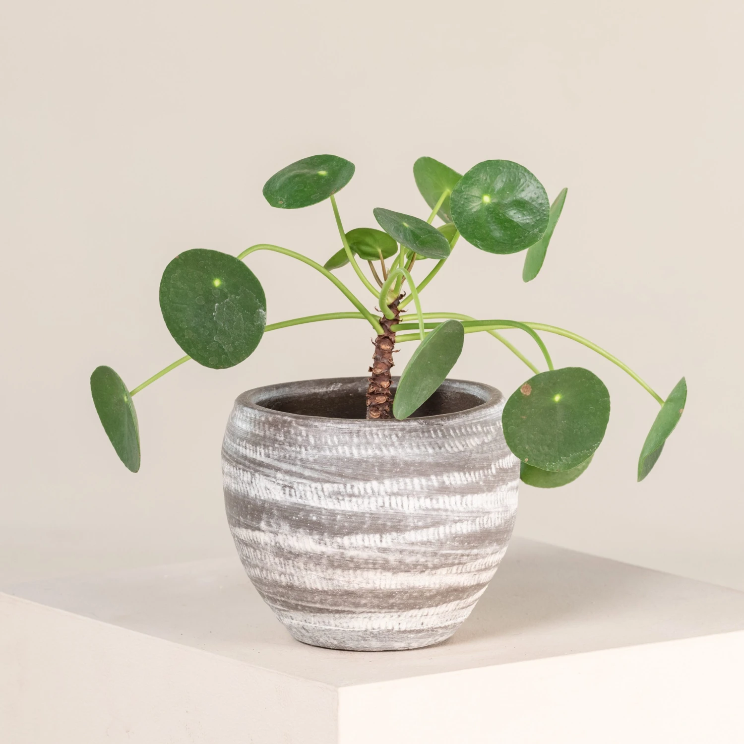 Pilea Peperomioides 1 Pilea Peperomioides