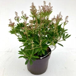 Pieris Japonica ‘Debutante’