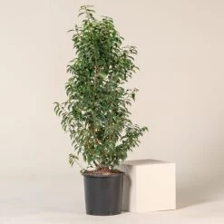 Prunus Lusitanica ‘Angustifolia’ -Plant Discount Store PLA 20N 2 scaled 1