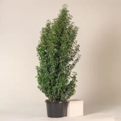 Prunus Lusitanica ‘Angustifolia’ -Plant Discount Store PLA 45 4 scaled 1