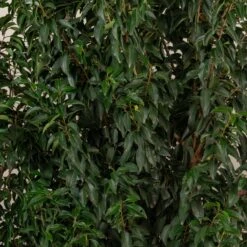 Prunus Lusitanica ‘Angustifolia’ -Plant Discount Store PLA 5 scaled 2
