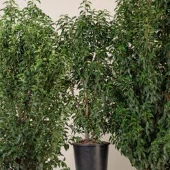 Prunus Lusitanica ‘Angustifolia’ -Plant Discount Store PLA 6 scaled 2