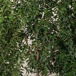 Prunus Lusitanica ‘Angustifolia’ – Standard -Plant Discount Store PLA 7 scaled 1