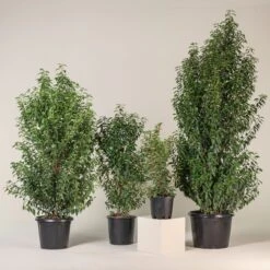 Prunus Lusitanica ‘Angustifolia’ – Standard -Plant Discount Store PLA 8 scaled 1