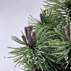Pinus Mugo ‘Mops’ -Plant Discount Store PMG 6266661f13562