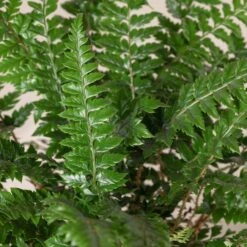 Polystichum Neolobatum -Plant Discount Store PNE 3 2 scaled 1