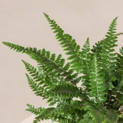 Polystichum Neolobatum -Plant Discount Store PNE 3 3 scaled 1
