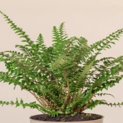 Polystichum Neolobatum -Plant Discount Store PNE 3 4 scaled 1
