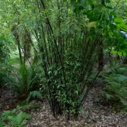 Phyllostachys Nigra -Plant Discount Store PNI 1 scaled 1
