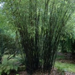 Phyllostachys Nigra -Plant Discount Store PNI 2 scaled 1