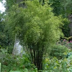 Phyllostachys Nigra -Plant Discount Store PNI 3 scaled 1