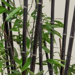 Phyllostachys Nigra -Plant Discount Store PNI 31 scaled 1